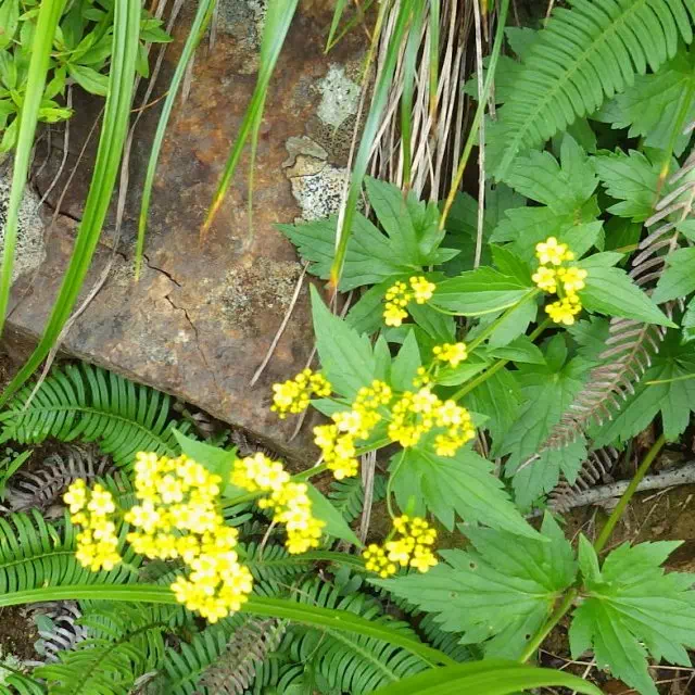 ハクサンオミナエシ