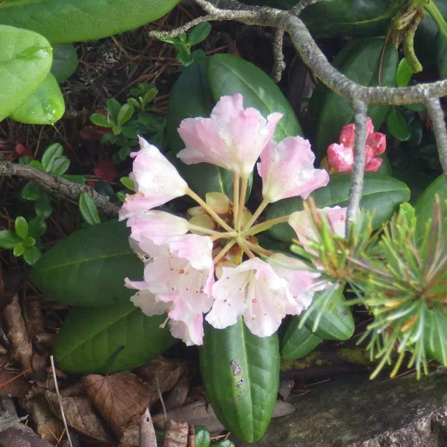 ハクサンシャクナゲ