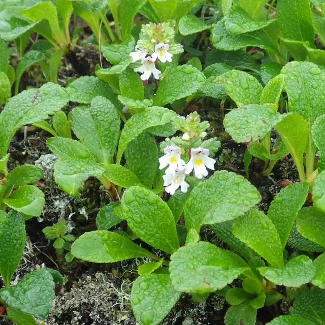 ホソバコゴメグサ