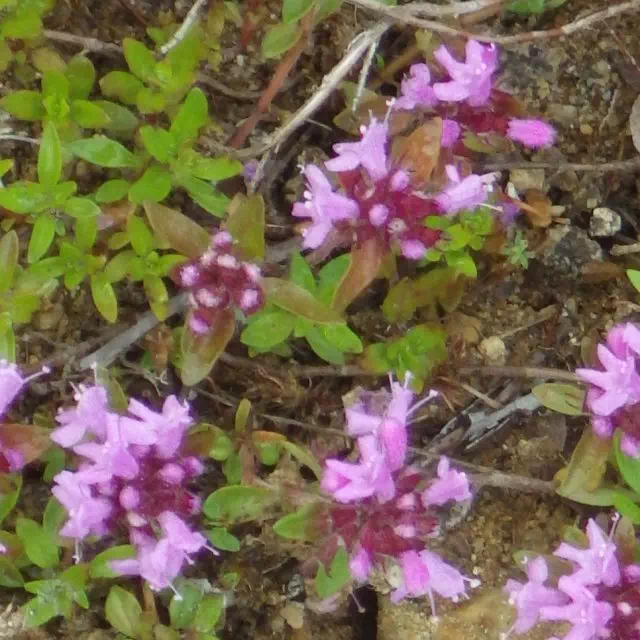 イブキジャコウソウ