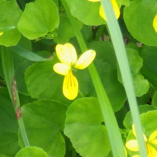 キバナノコマノツメ