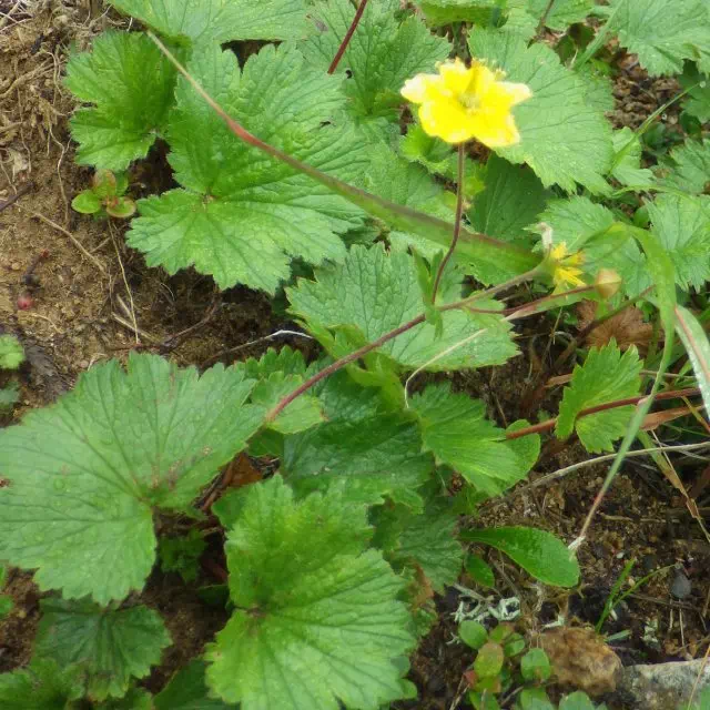 ミヤマダイコンソウ