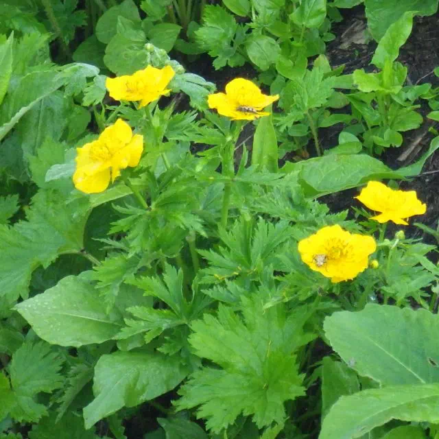 ミヤマキンポウゲ