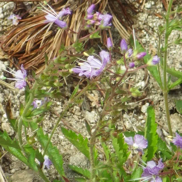 ミヤマクワガタ