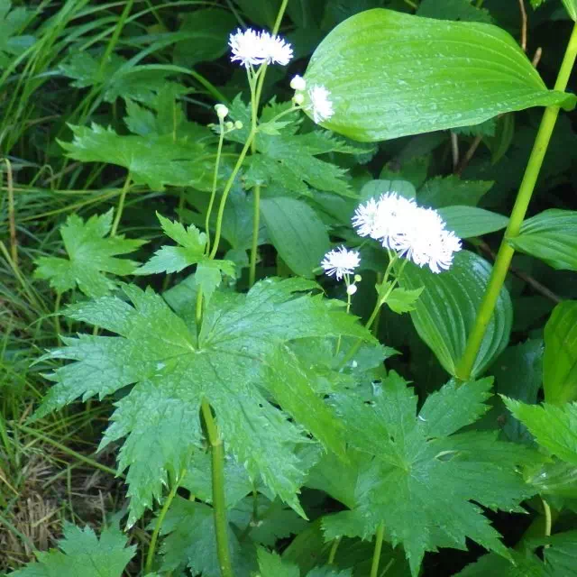モミジカラマツ