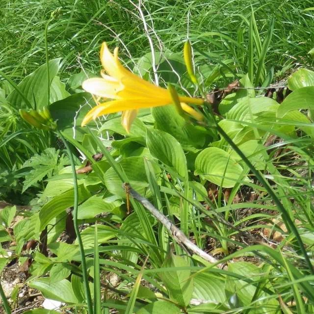 ニッコウキスゲ