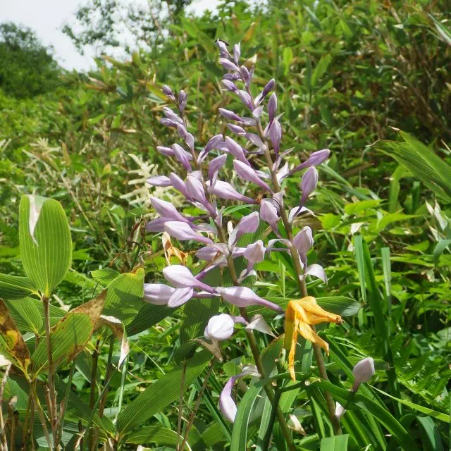 オオバギボウシ