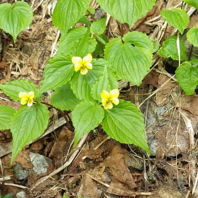 オオバキスミレ