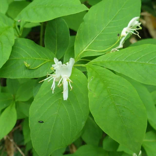 オオヒョウタンボク