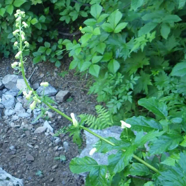 オオレイジンソウ