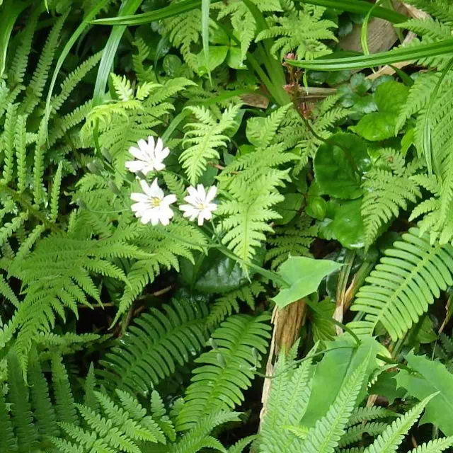 シロバナニガナ