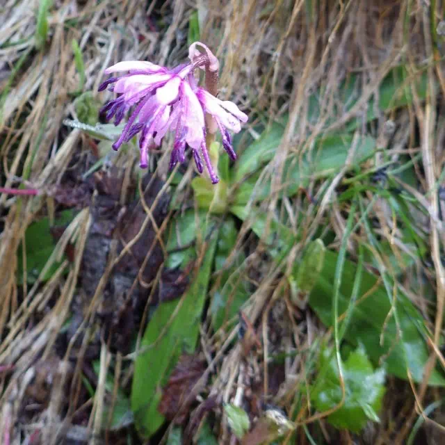 ショウジョウバカマ