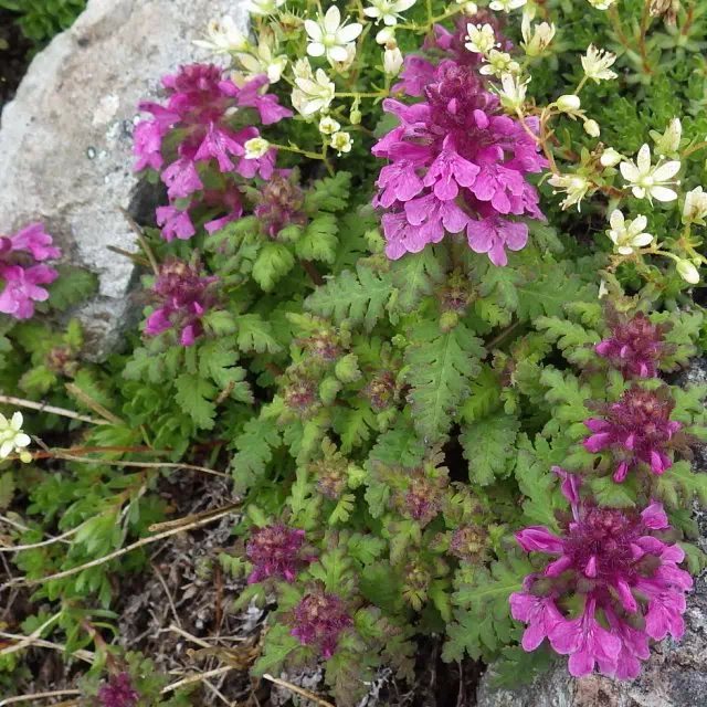 タカネシオガマ