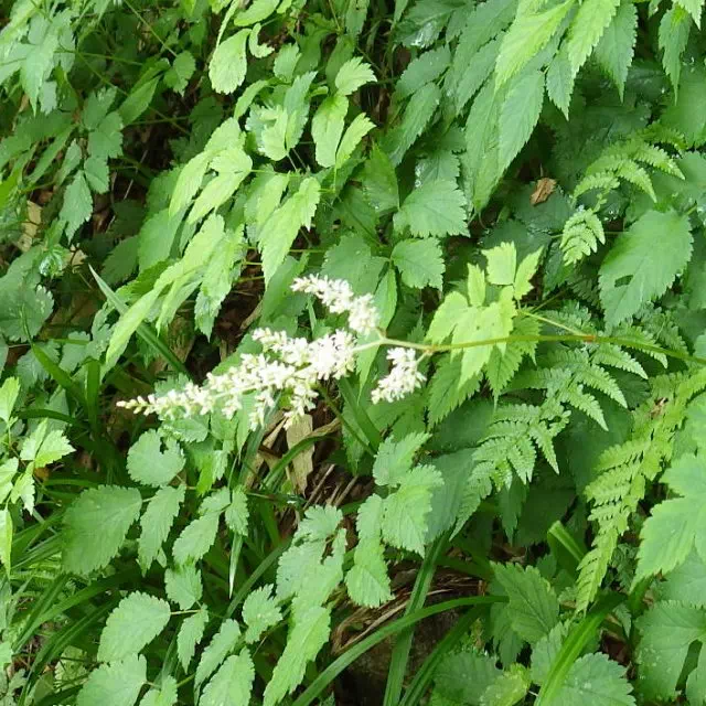 トリアシショウマ