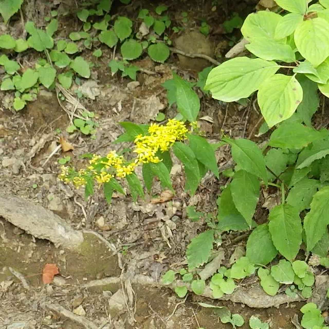 アキノキリンソウ