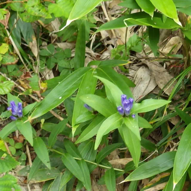 オヤマリンドウ