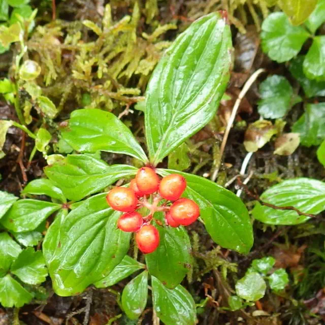 ゴゼンタチバナ