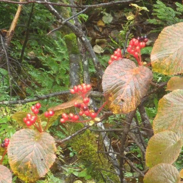 ムシカリ ムシカリ