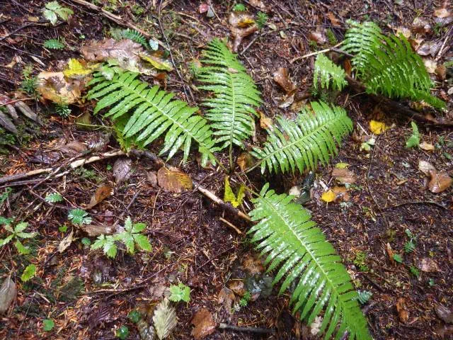 オサバグサ オサバグサ