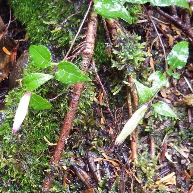 ツルリンドウ ツルリンドウ