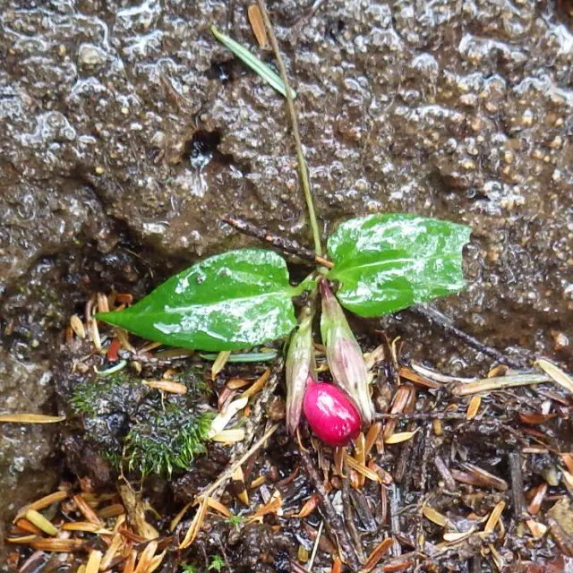 ツルリンドウ ツルリンドウ