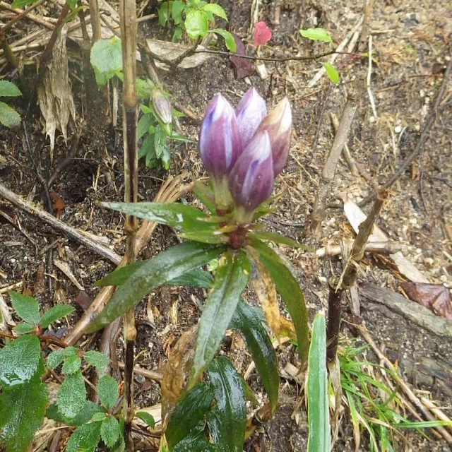 オヤマリンドウ