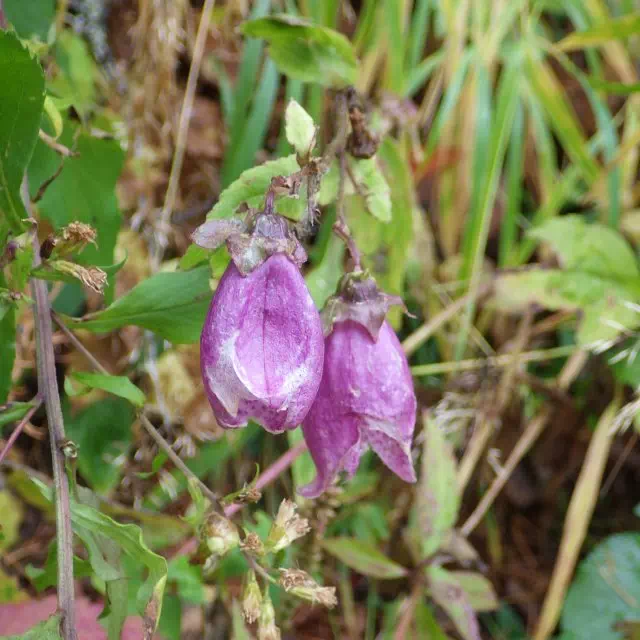 ホタルブクロ ホタルブクロ