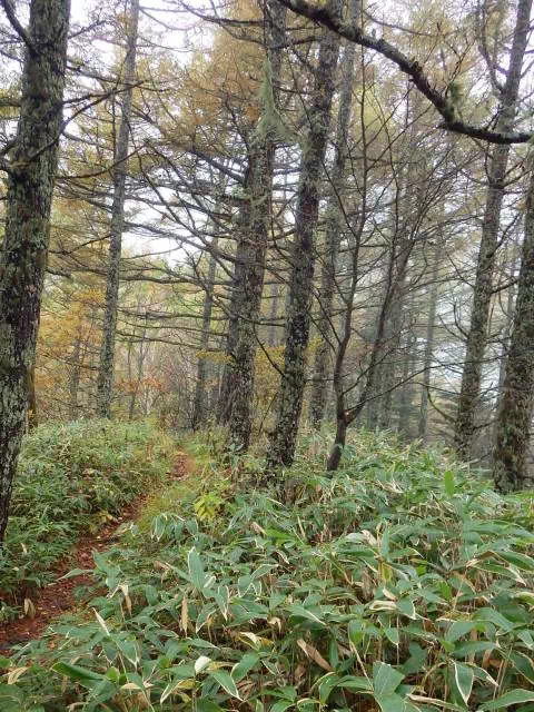 唐松林の登り 唐松林の登り