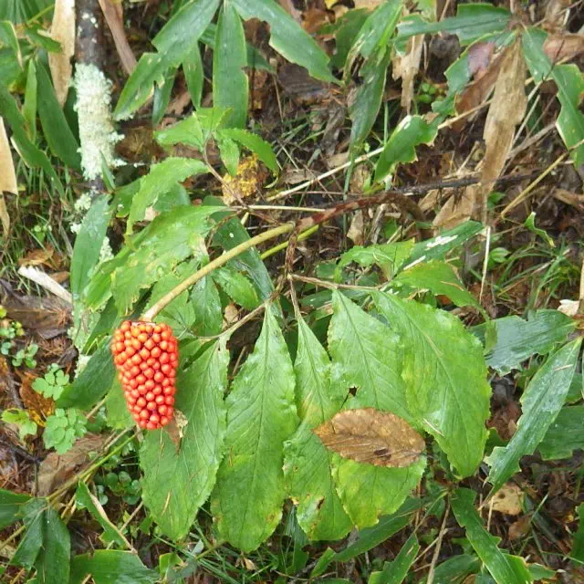 マムシグサ マムシグサ