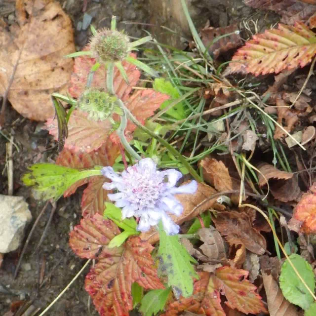 マツムシソウ マツムシソウ