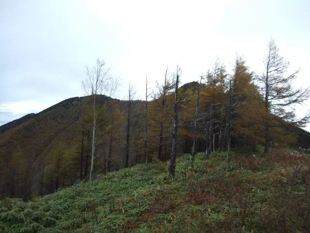 山頂方面 山頂方面