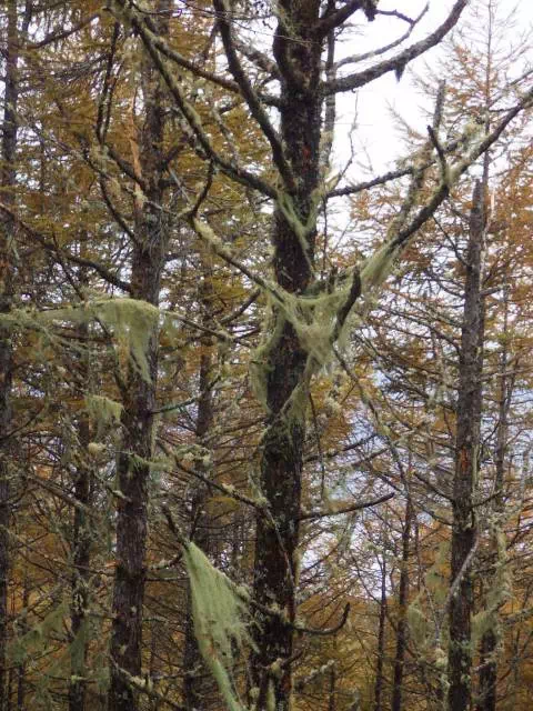 サルオガセ サルオガセ