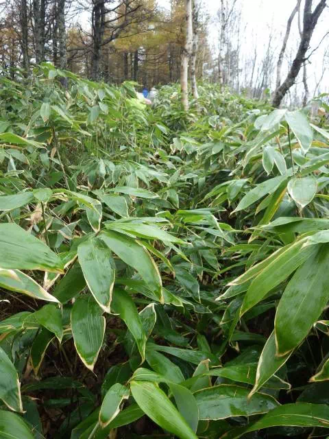 やぶこぎ やぶこぎ