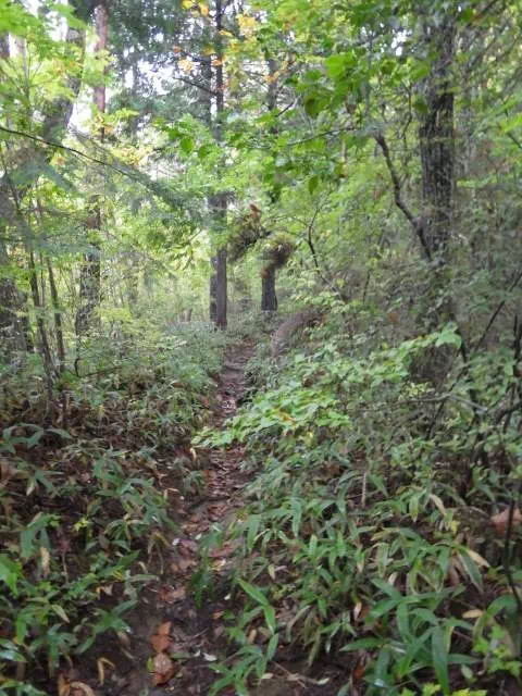 緩い登り 緩い登り