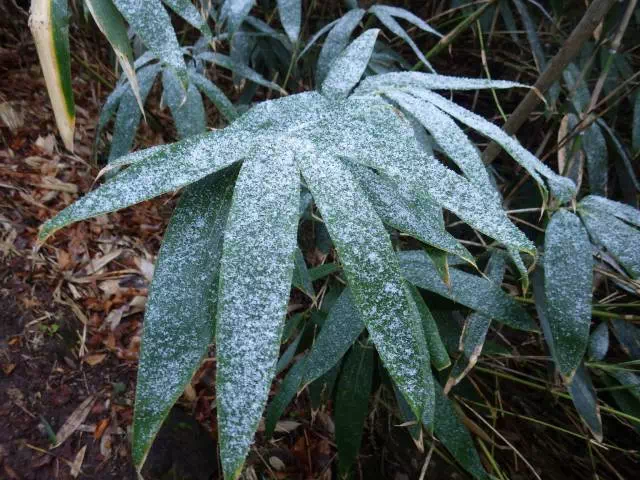 笹に残った雪