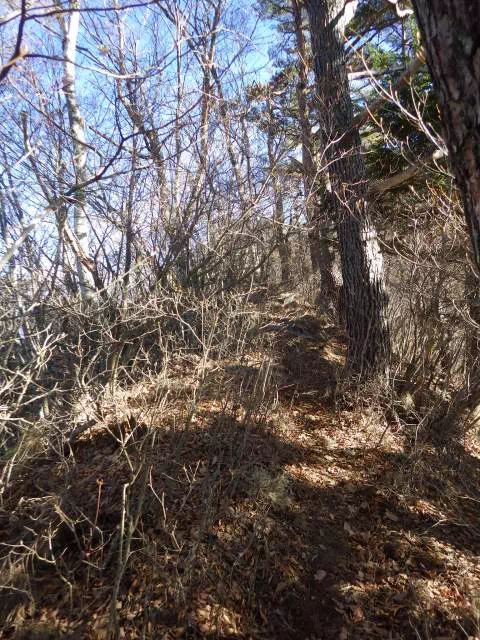 藪尾根 藪尾根