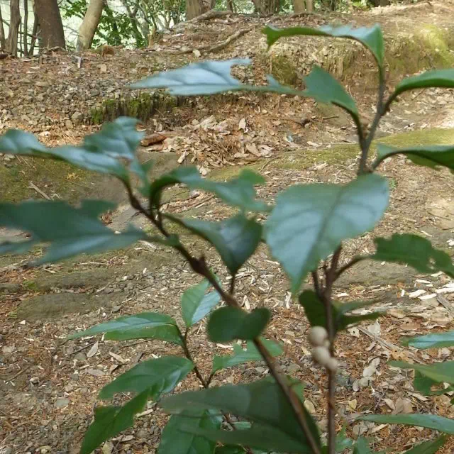 イズセンリョウ