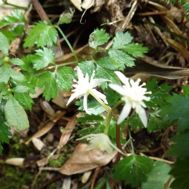 セリバオウレン