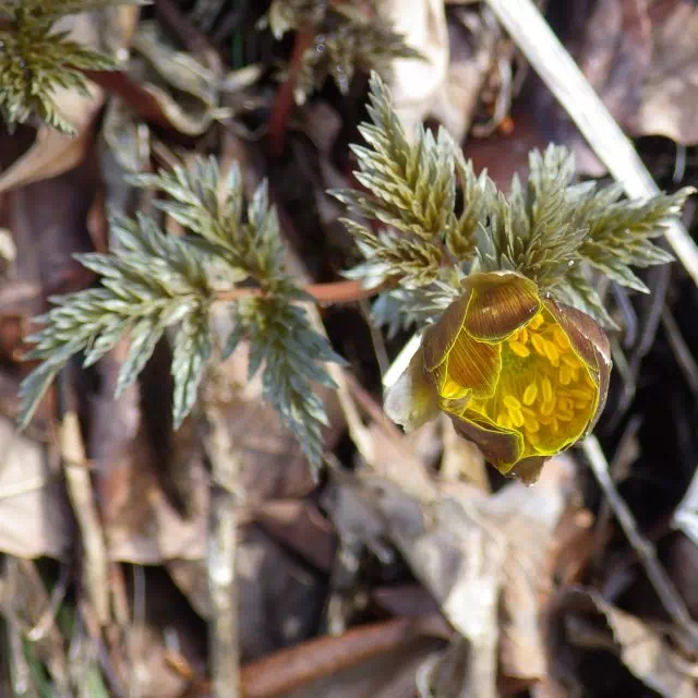 フクジュソウ フクジュソウ