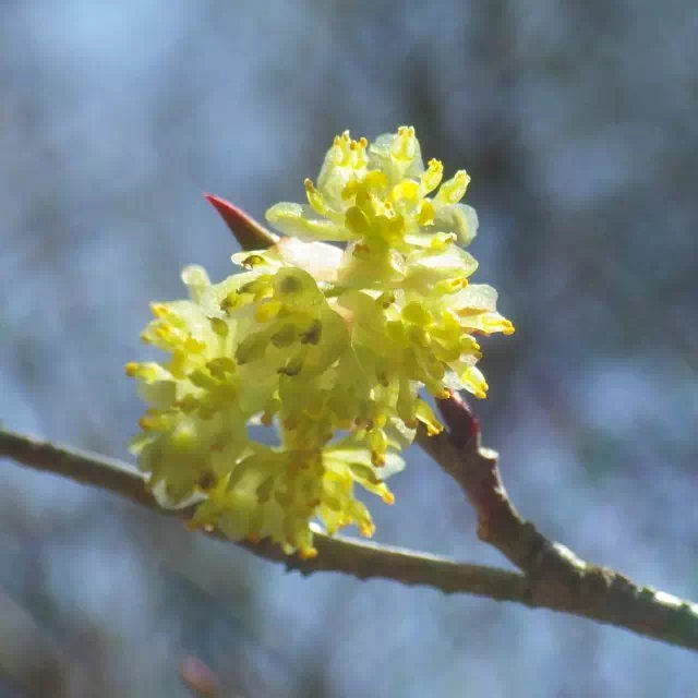 アブラチャン アブラチャン