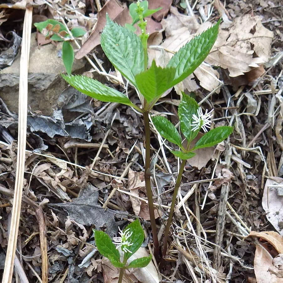 ヒトリシズカ ヒトリシズカ