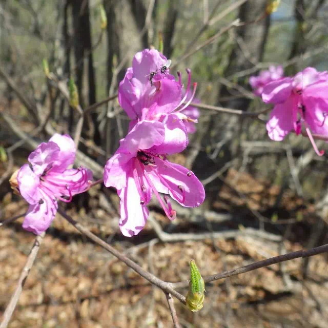 ミツバツツジ ミツバツツジ