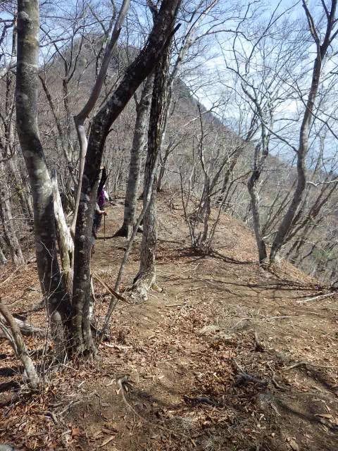 尾根道下り 尾根道下り