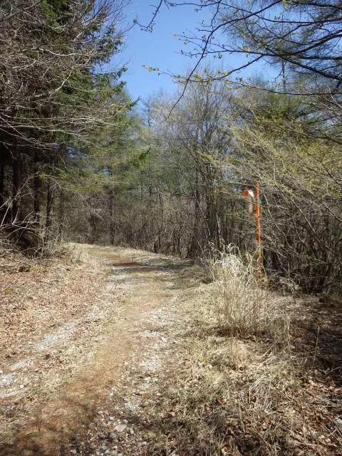 清八林道 清八林道