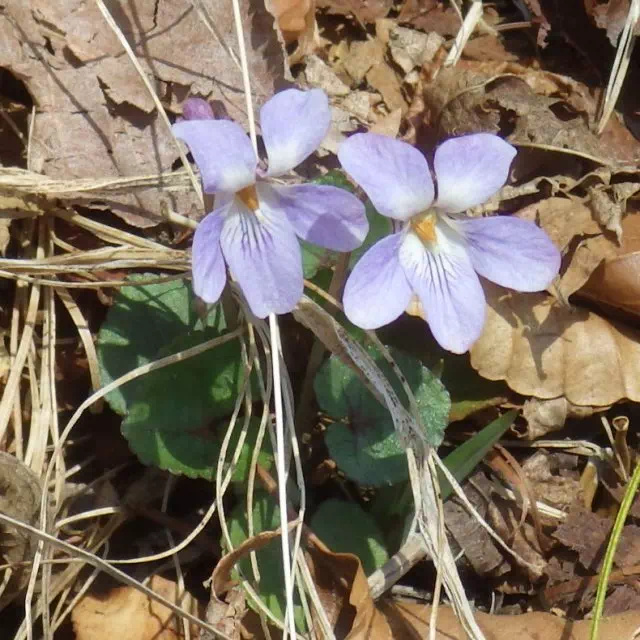 タチツボスミレ タチツボスミレ