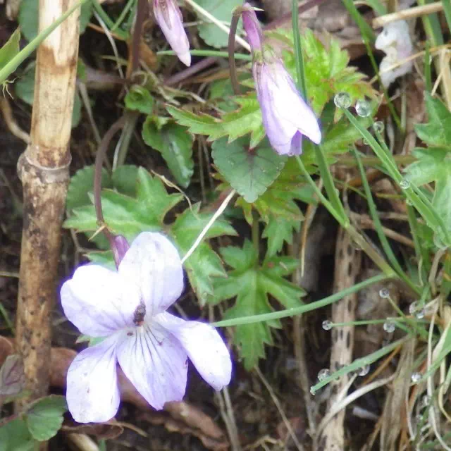 タチツボスミレ