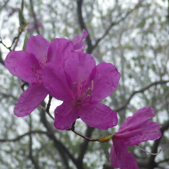 トウゴクミツバツツジ