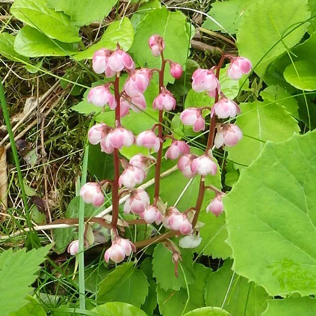 ベニバナイチヤクソウ