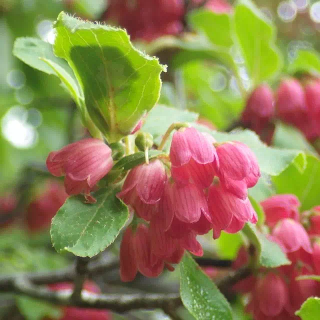 ベニサラサドウダン