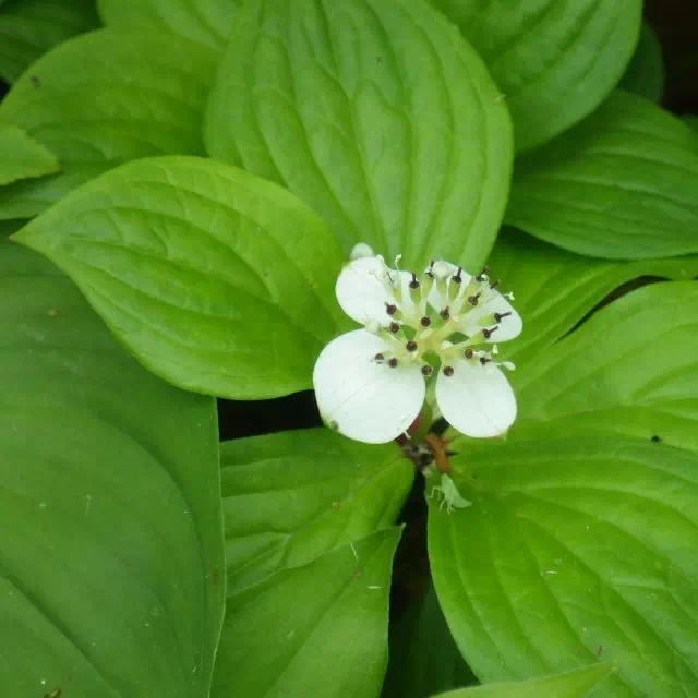 ゴゼンタチバナ